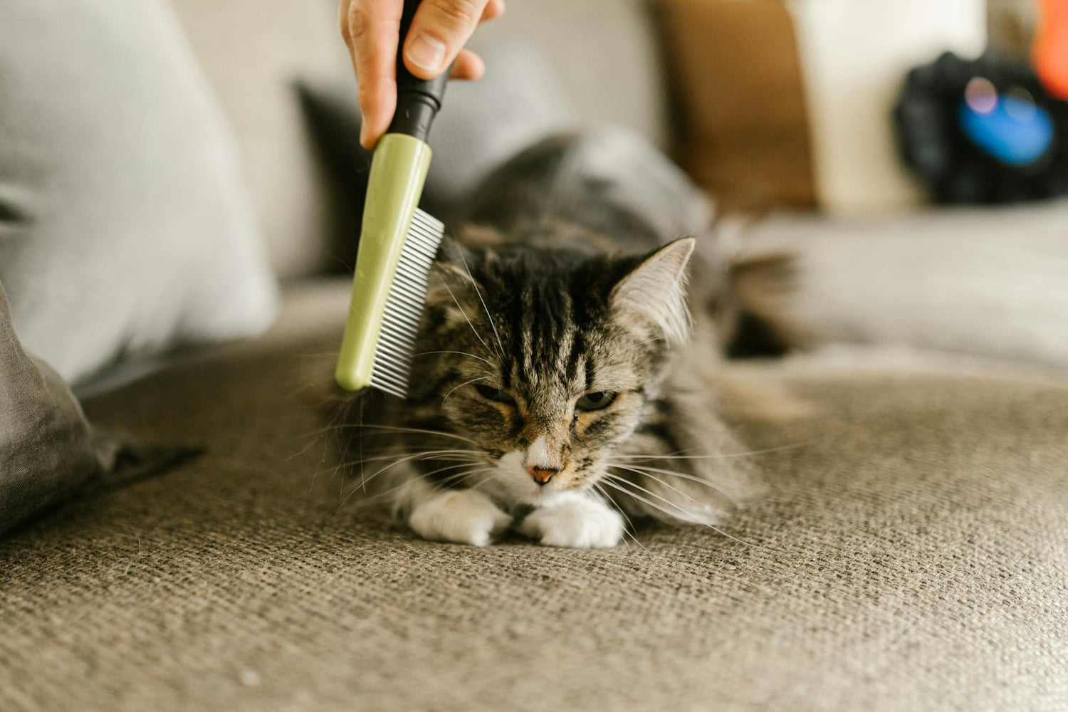 PET ESSENTIALS